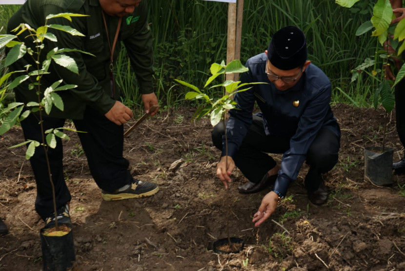 Penanaman Pohon Matoa