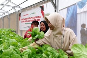 Peserta Sharp Hydro Heroes sedang memetik hasil panen